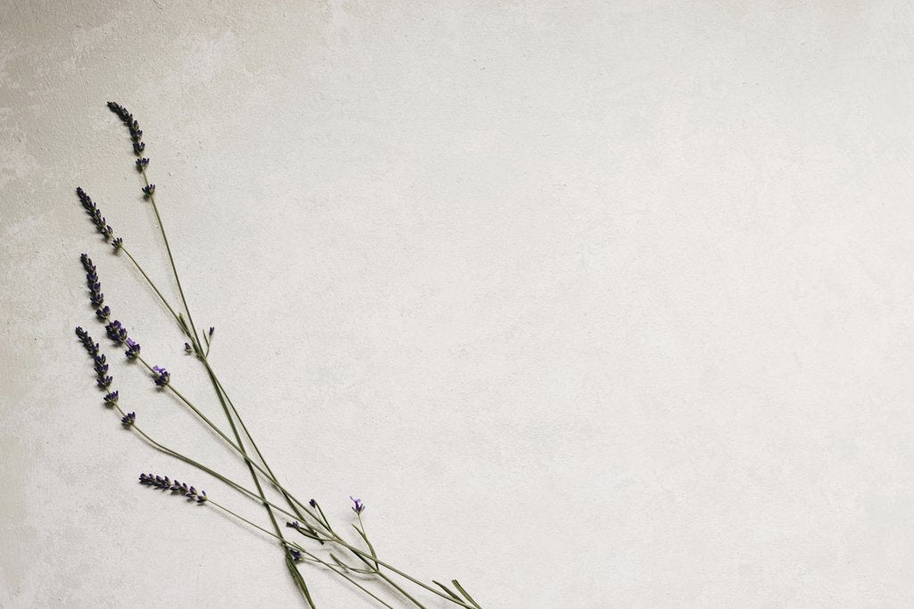Lisett Kruusimäe - Delicate lavender sprigs on a white background with ample copyspace.