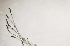 Lisett Kruusimäe - Delicate lavender sprigs on a white background with ample copyspace.