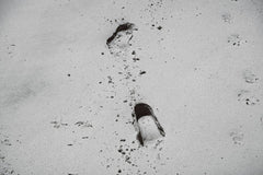 ROMAN ODINTSOV - Black and white image of footprints in the sand, showcasing solitude and journey.