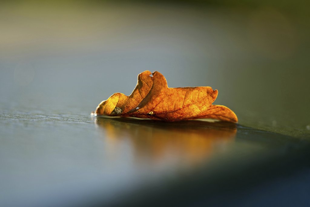 Henning Roettger - Detailed close-up of a single dry autumn leaf on a reflective surface, evoking fall themes.