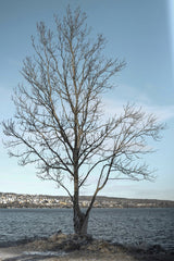 Efrem  Efre - A solitary tree by Lake Vättern in Jönköping, Sweden during winter.
