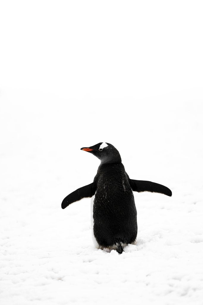 Hugo Sykes - Gentoo penguin walks through snow in Antarctica. Back view with minimalistic composition.