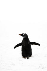 Hugo Sykes - Gentoo penguin walks through snow in Antarctica. Back view with minimalistic composition.