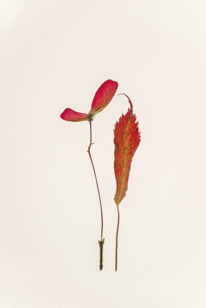 二牛 万 - Simple minimalist arrangement of red botanical elements on a light background.