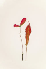 二牛 万 - Simple minimalist arrangement of red botanical elements on a light background.