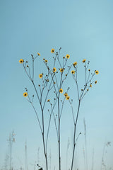 Tetyana Kovyrina - A stunning display of yellow wildflowers reaching towards a clear blue sky.