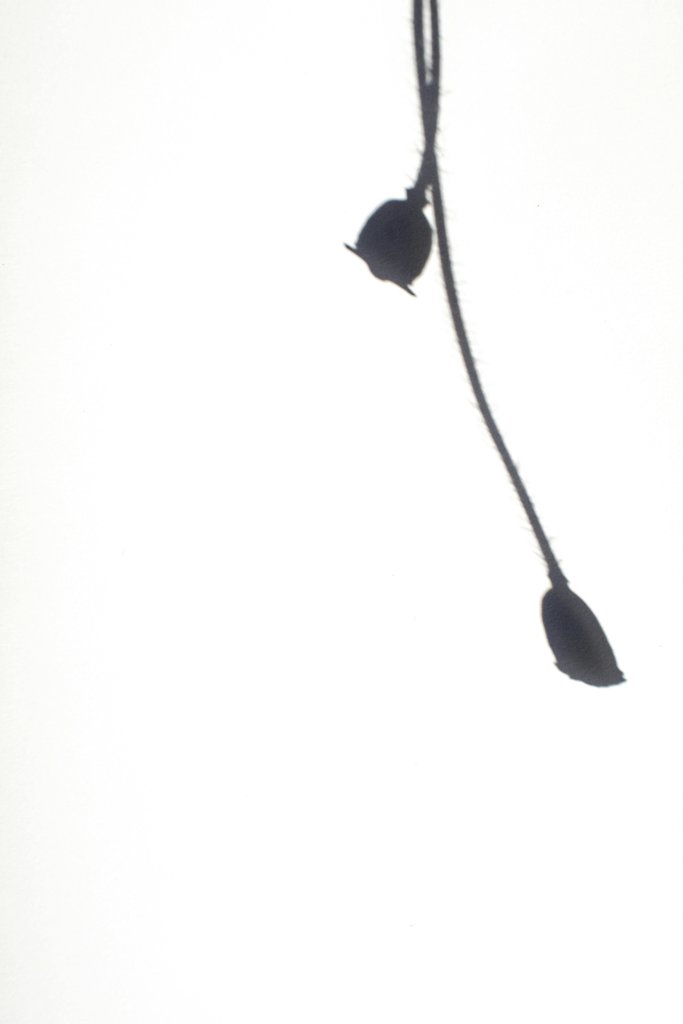 Eva Bronzini - High-key minimalist silhouette of plant stems against a white background.