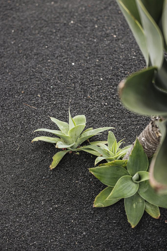Cup of  Couple - Close-up of lush green succulents growing on dark textured gravel, showcasing nature's contrast.