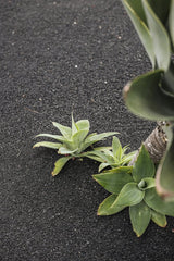 Cup of  Couple - Close-up of lush green succulents growing on dark textured gravel, showcasing nature's contrast.