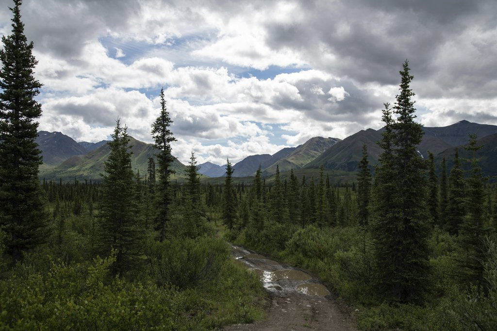 John De Leon - Stunning view of a dirt road leading through a forest towards the Alaskan mountain range under a cloudy sky.