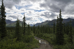 John De Leon - Stunning view of a dirt road leading through a forest towards the Alaskan mountain range under a cloudy sky.