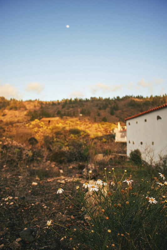 Susanna Marsiglia - Charming sunset view of Argual landscape with wildflowers and traditional architecture.