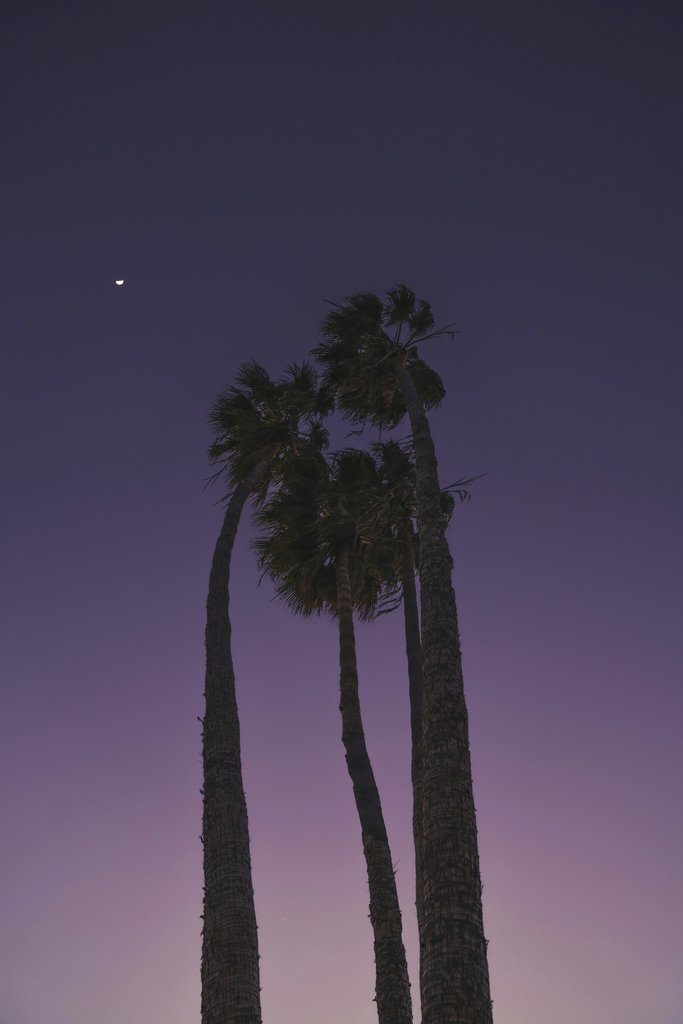 Brady Knoll - From below dark tall palms against sunset sky in pink and purple colors