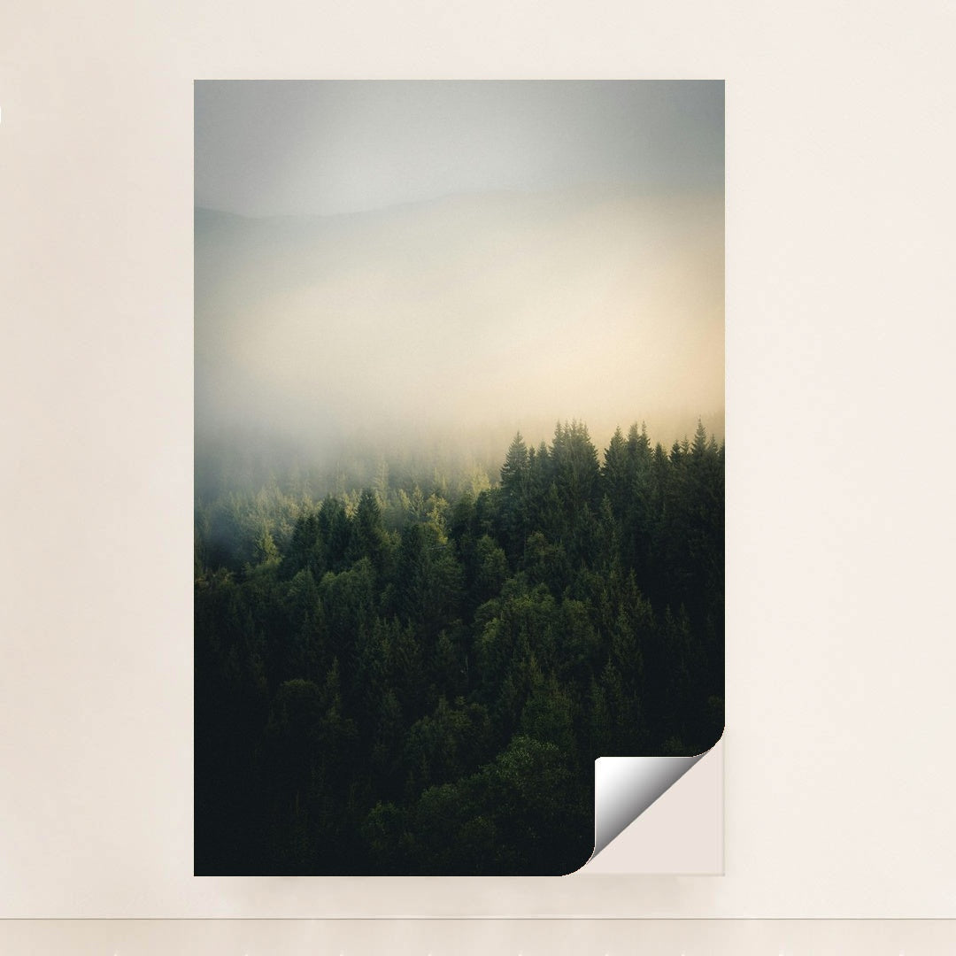 A foggy forest with trees in the foreground by Tobias Reich - Peeliez