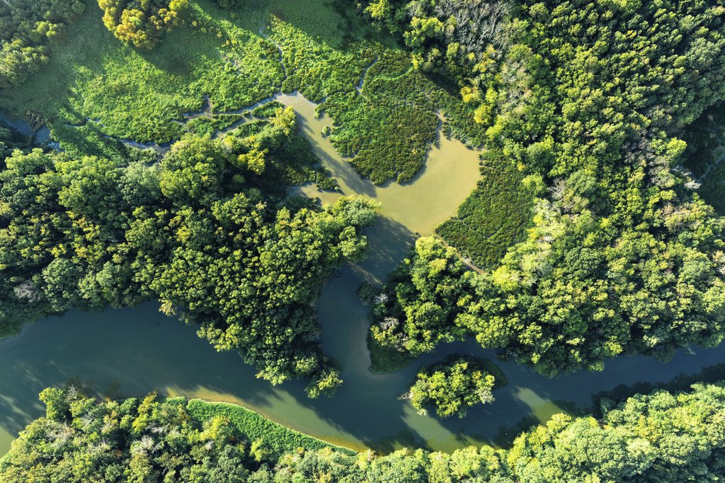Kelly - Stunning aerial view of a lush green forest surrounding a winding river in Chattanooga, Tennessee.