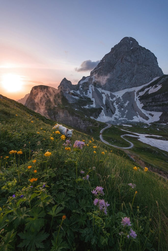 Alpine Meadow at Sunrise by Ales Krivec