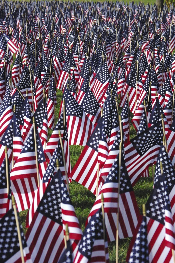 Michael Griffin - A vibrant field of American flags on a sunny day, symbolizing patriotism and national pride.