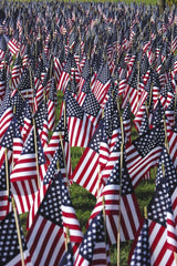 Michael Griffin - A vibrant field of American flags on a sunny day, symbolizing patriotism and national pride.