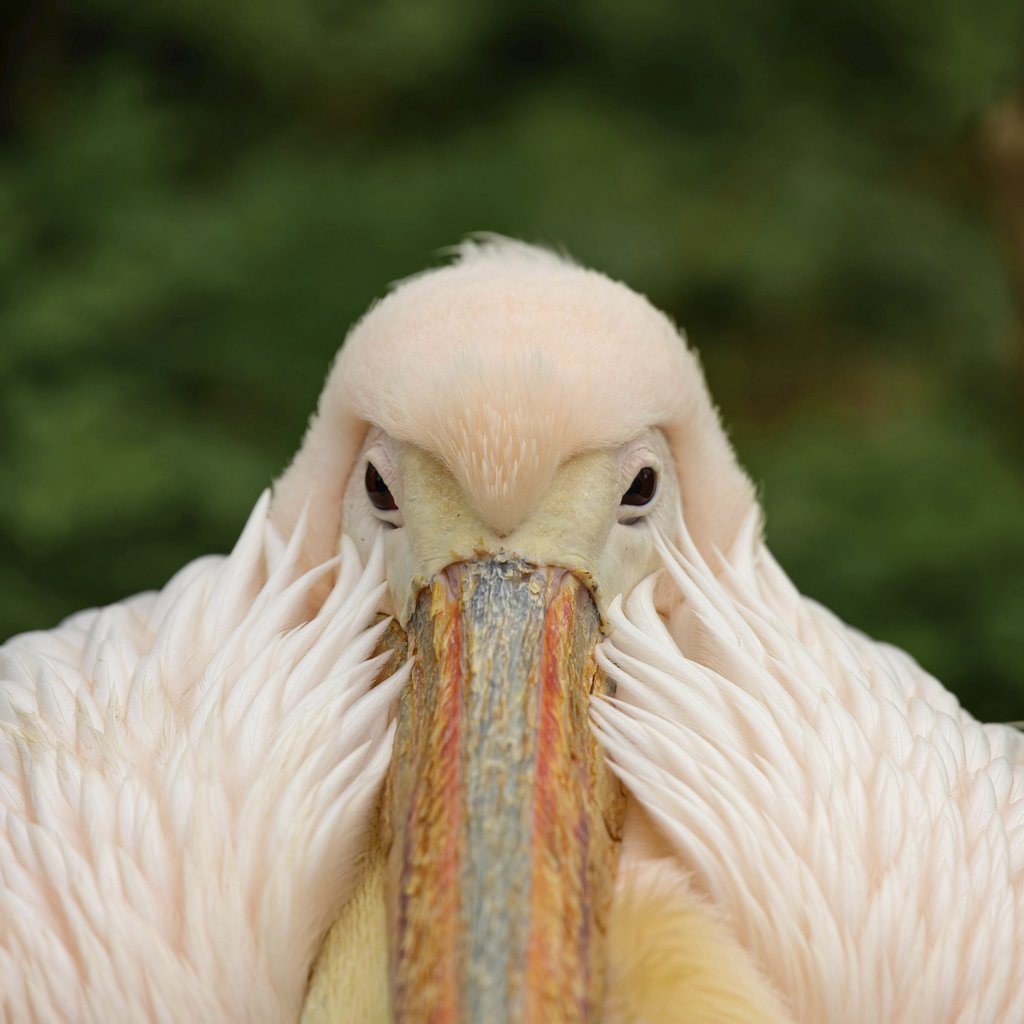 Miklos Magyar - A detailed close-up of a Great White Pelican showcasing its distinctive plumage and beak.