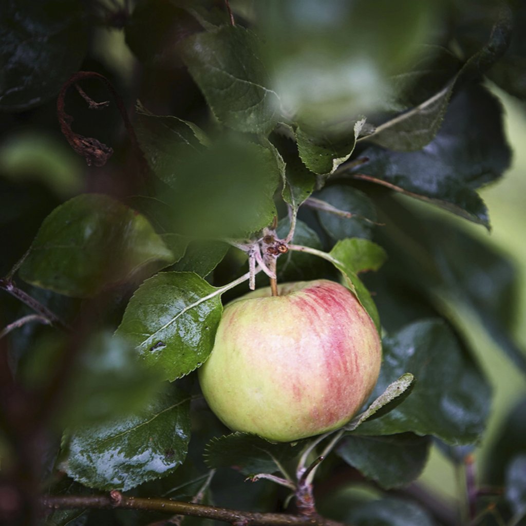 Maria  Bortolotto - Fresh ripe apple hanging on tree with healthy shiny green leaves in garden on sunny day