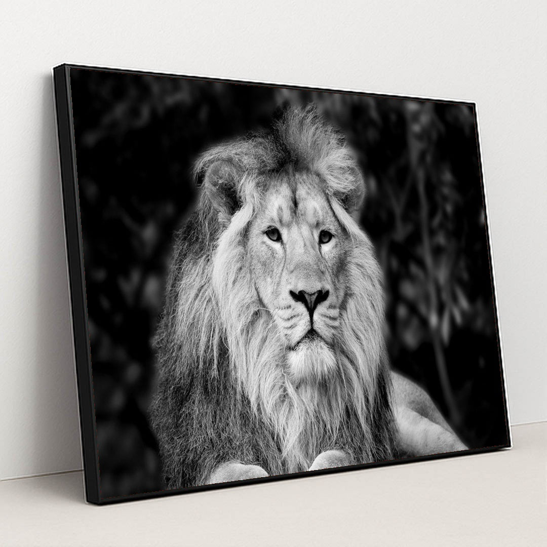 Majestic Monochrome Portrait of Asiatic Lion by Anonymous - Black Frame Stretchiez