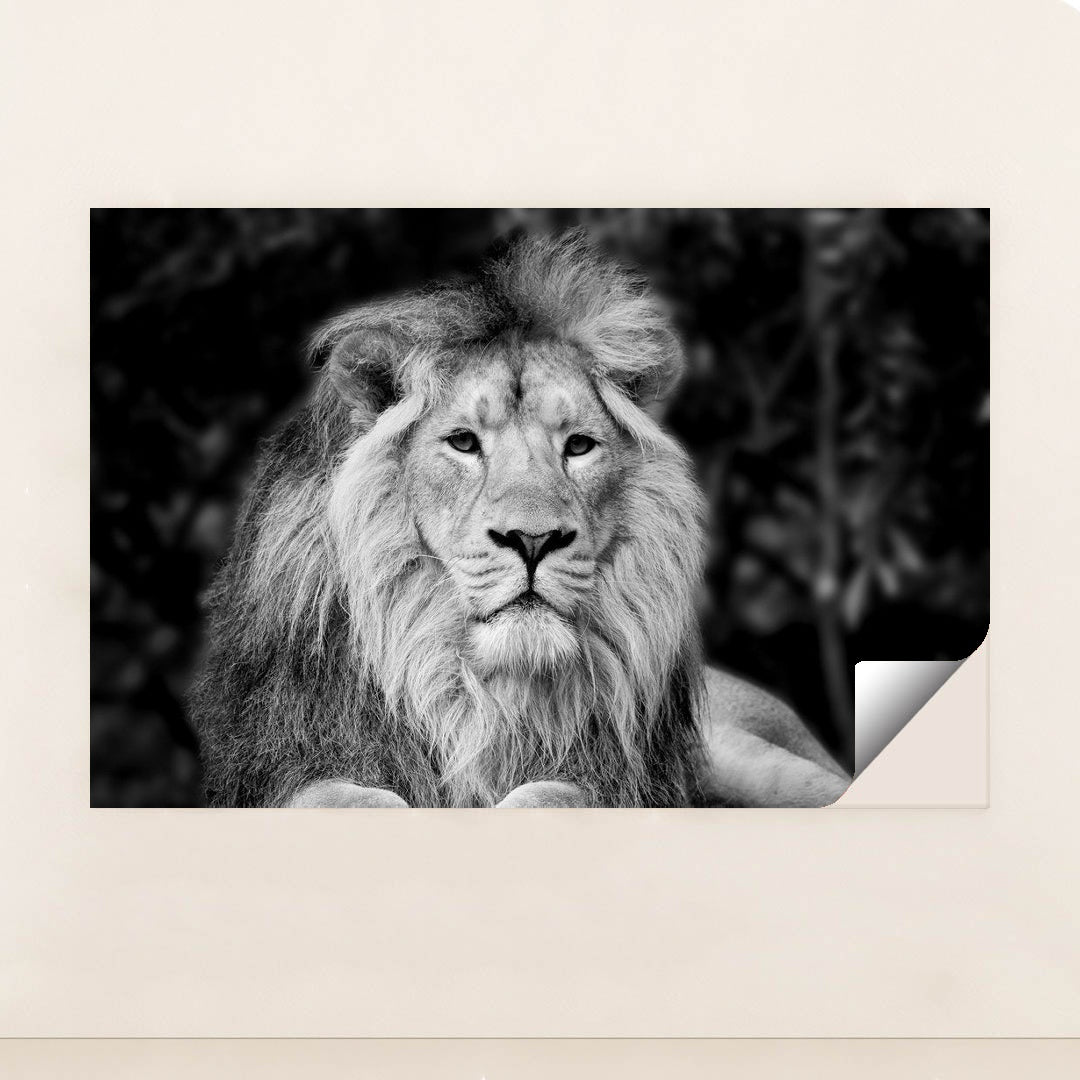 Majestic Monochrome Portrait of Asiatic Lion by Anonymous - Peeliez
