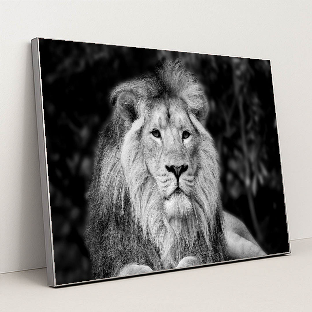 Majestic Monochrome Portrait of Asiatic Lion by Anonymous - Silver Frame Stretchiez