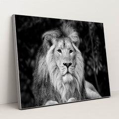 Majestic Monochrome Portrait of Asiatic Lion by Anonymous - Silver Frame Stretchiez