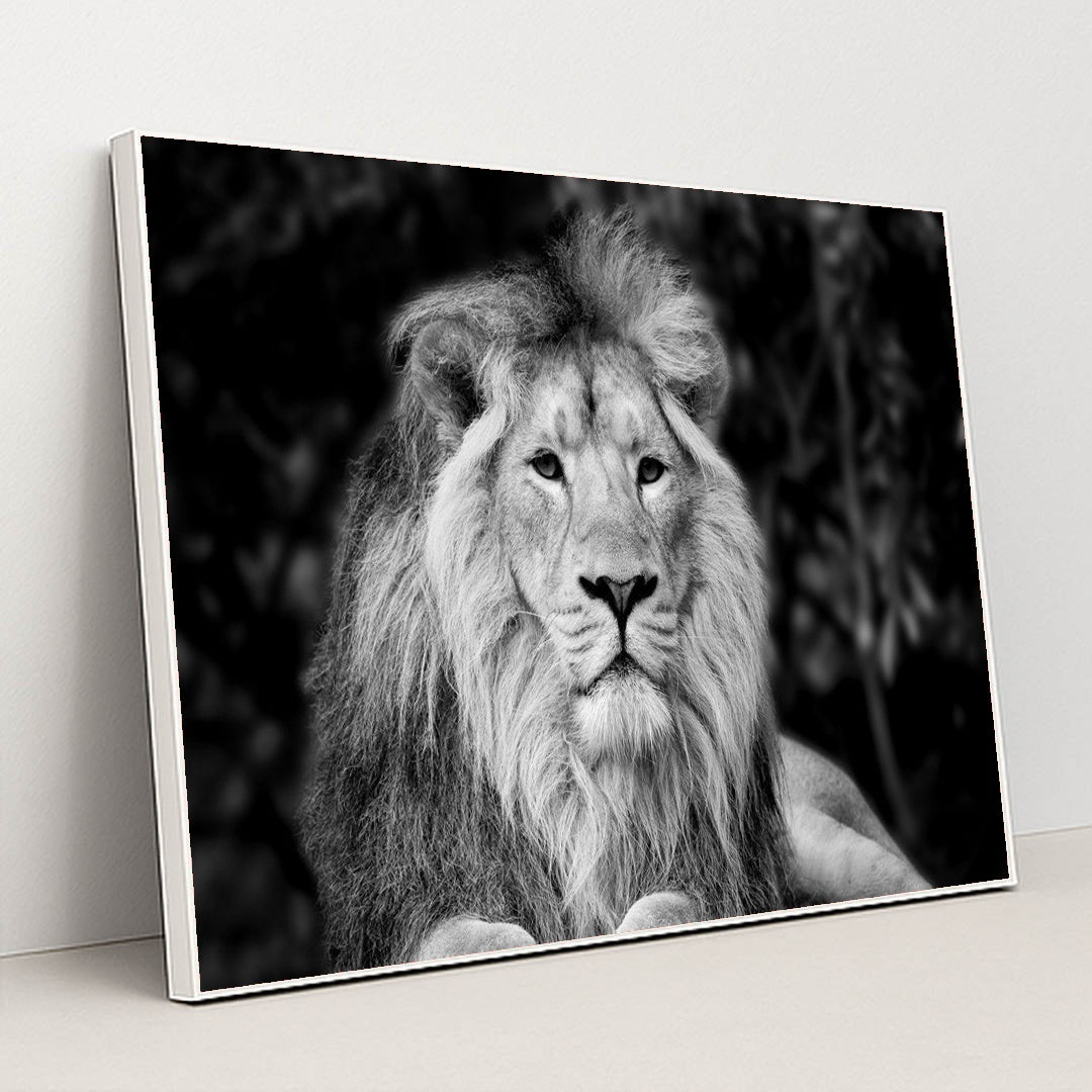 Majestic Monochrome Portrait of Asiatic Lion by Anonymous - White Frame Stretchiez