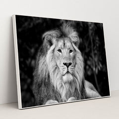 Majestic Monochrome Portrait of Asiatic Lion by Anonymous - White Frame Stretchiez