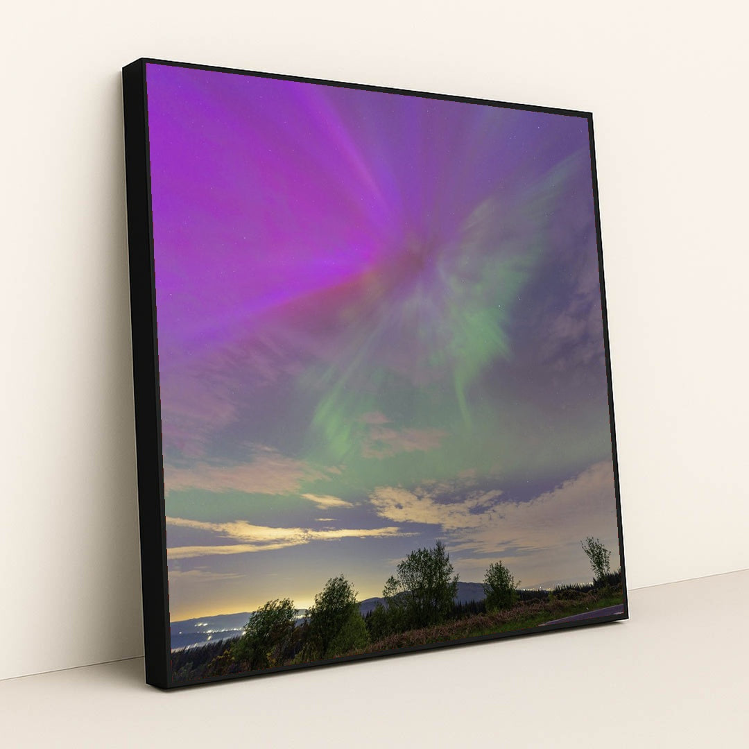 Purple and Green Northern Lights Illuminating Evening Sky Over Forest by chris clark - Black Frame Stretchiez