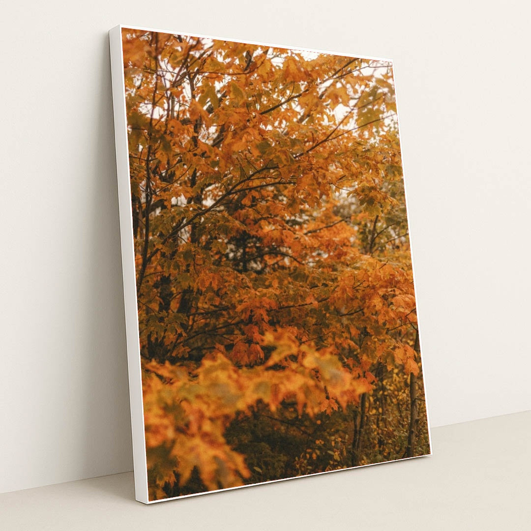 6339 - Product Image