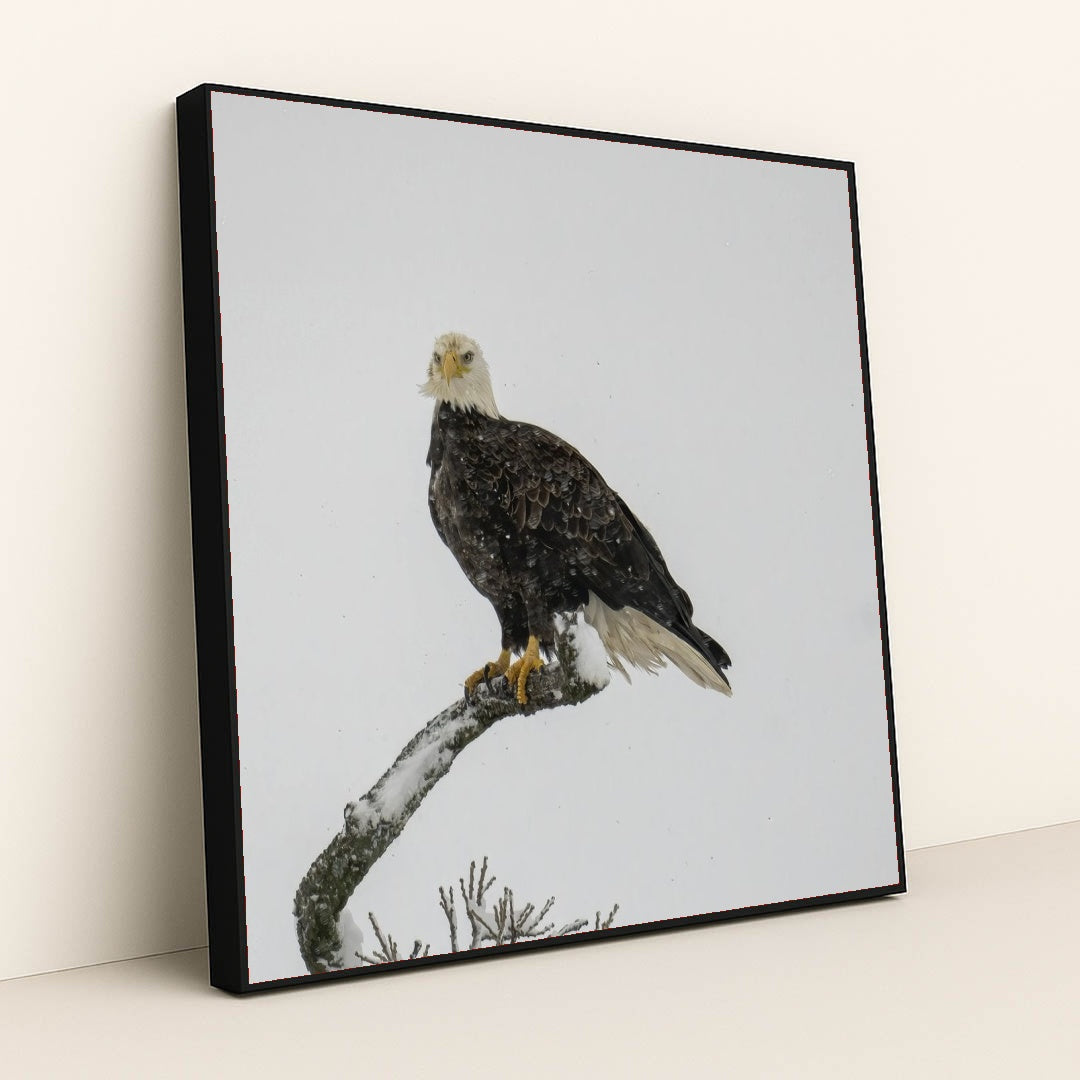 7090330664995 - Product Image