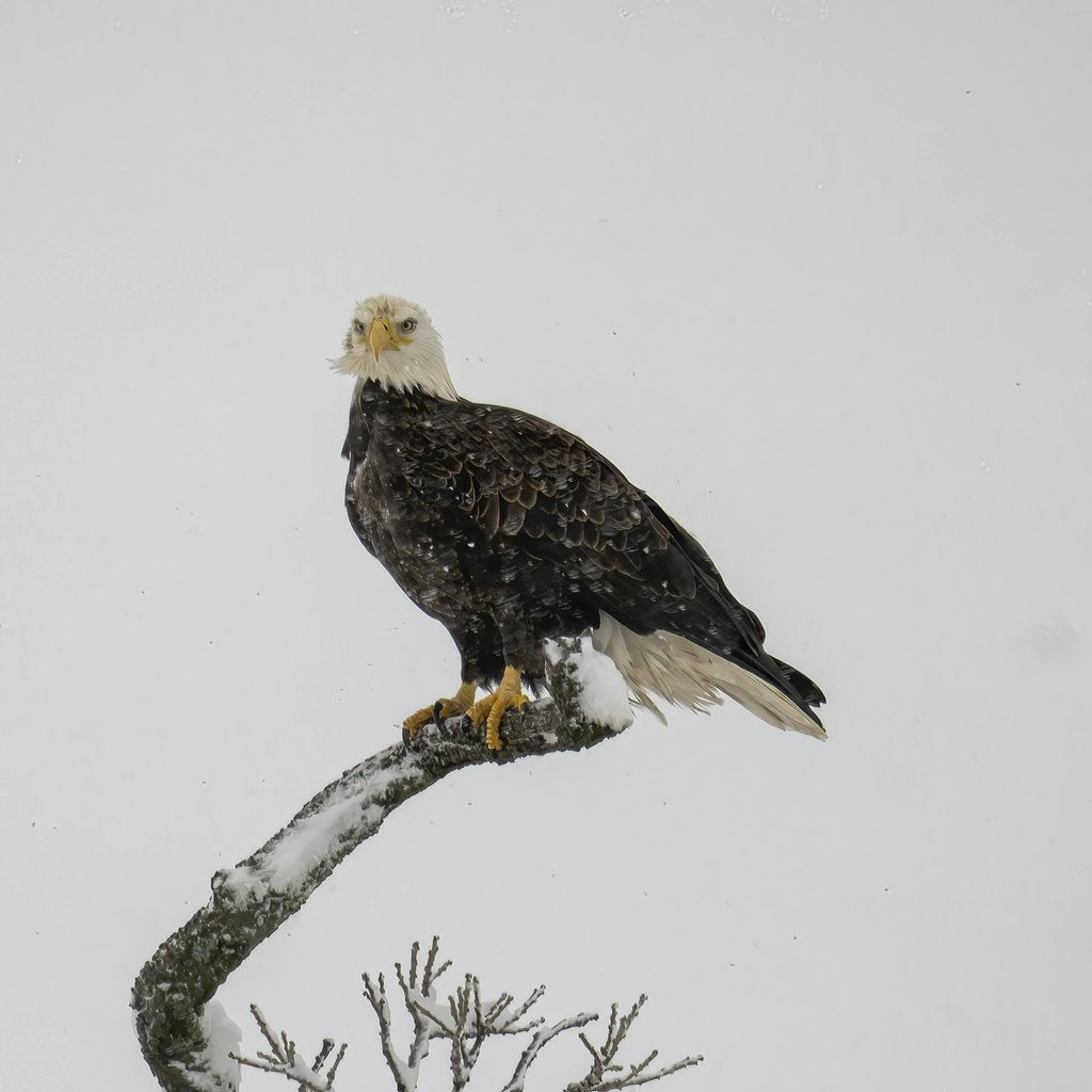 Tom Fisk - A majestic bald eagle perches on a snow-covered branch during winter in Minnesota.