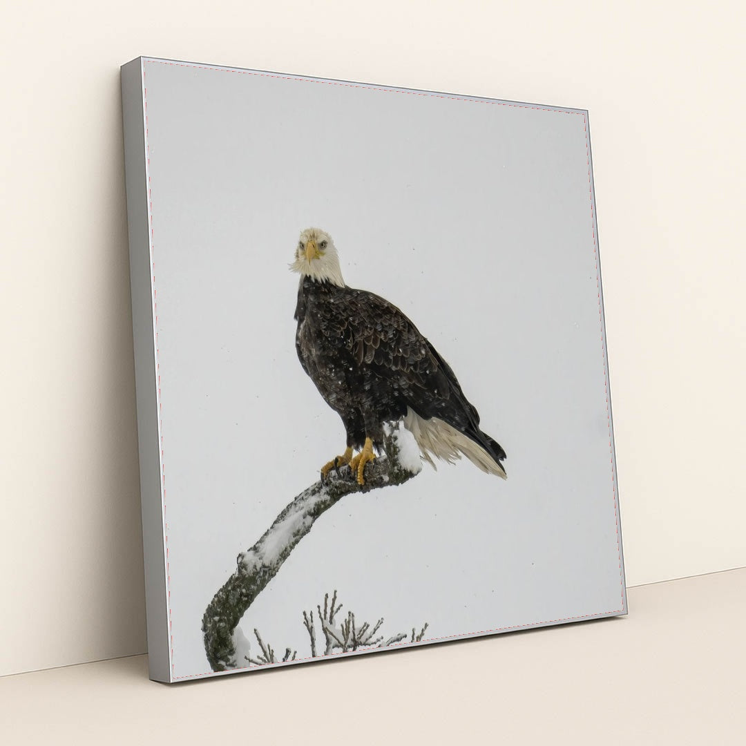 7090330664995 - Product Image