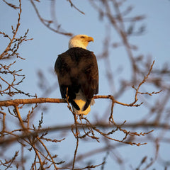 Tom Fisk - A majestic bald eagle perches on a tree branch in the sunset, showcasing nature's beauty in Wabasha, MN.