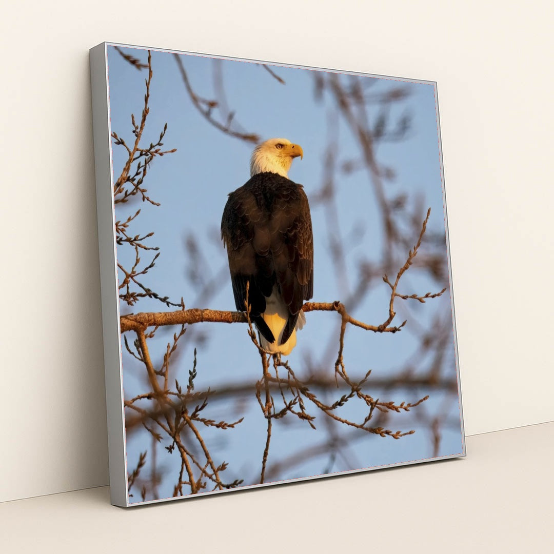 7090330697763 - Product Image