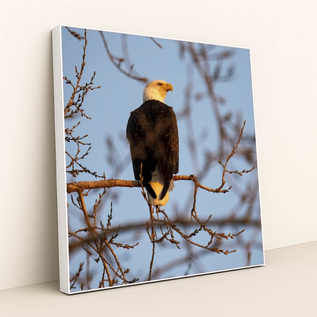 7090330697763 - Product Image