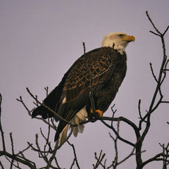 Tom Fisk - Close-up of a bald eagle perching on bare branches in Wabasha, MN.