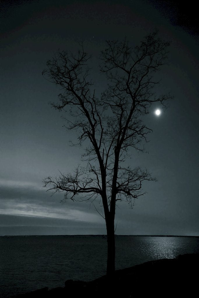 David Kanigan - Silhouette of a tall tree by the sea, illuminated by the moonlight under a clear night sky.