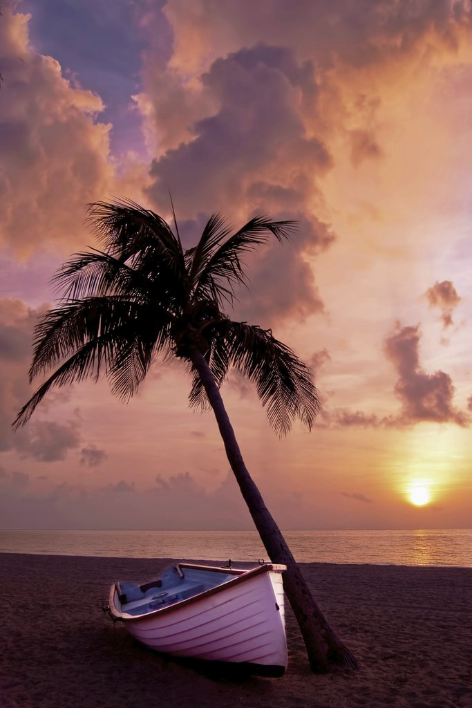 Pixabay - A tranquil beach scene with a palm tree and boat at sunset, perfect for backgrounds.
