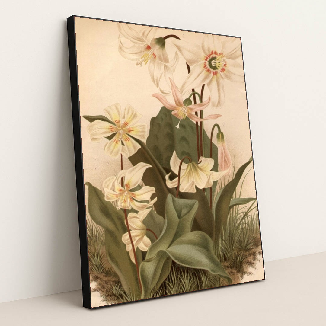 circa 1800: Three types of Erythonium by Edward Gooch - Black Frame Stretchiez