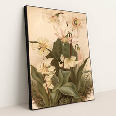 circa 1800: Three types of Erythonium by Edward Gooch - Black Frame Stretchiez