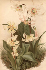 circa 1800: Three types of Erythonium by Edward Gooch