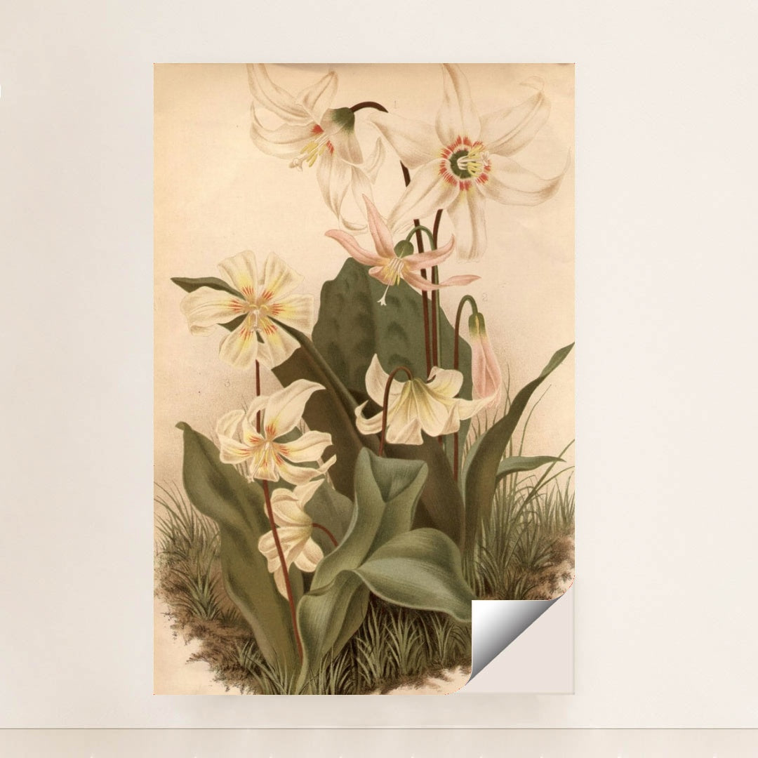 circa 1800: Three types of Erythonium by Edward Gooch - Peeliez