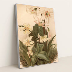 circa 1800: Three types of Erythonium by Edward Gooch - Silver Frame Stretchiez