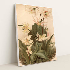 circa 1800: Three types of Erythonium by Edward Gooch - White Frame Stretchiez