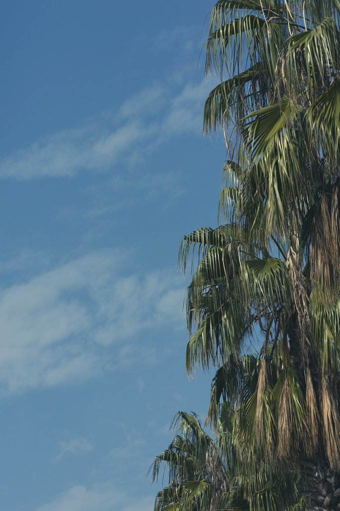 Palm Tree Portrait with Rich Greenery and Outdoor Ambience by Engin Akyurt