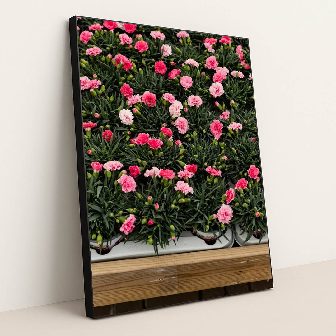 Rows of Pink Carnations by Monika Grabkowska - Black Frame Stretchiez