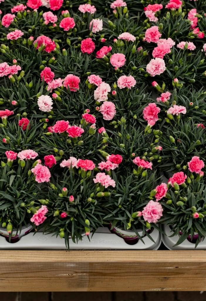 Rows of Pink Carnations by Monika Grabkowska